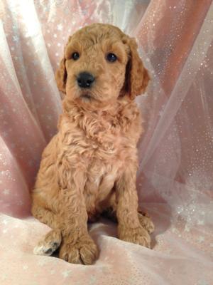Light, Medium, and Dark Red Labradoodle Puppies for Sale In North Iowa.